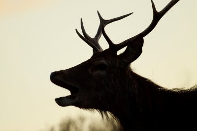 A great place to see red deer