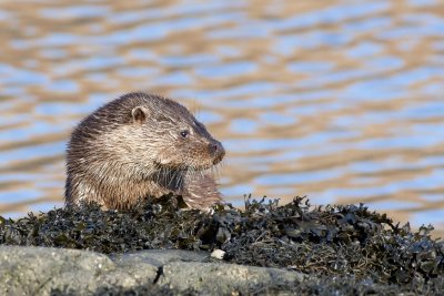 Otters seen in the harbour