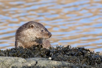 Otters seen in the harbour