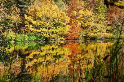 Aros park close to Tobermory