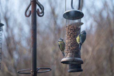 Birdfeeders by the balcony mean there's always lots to see