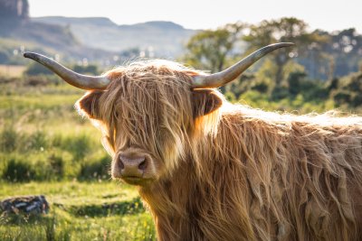 Iconic highlanders at Pennygown