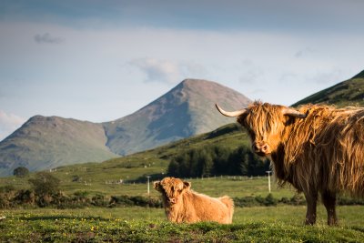 The local herd