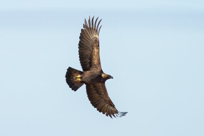 Great wildlife to be seen in the area - a haven for bird life