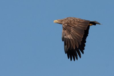 An abundance of wildlife in the area