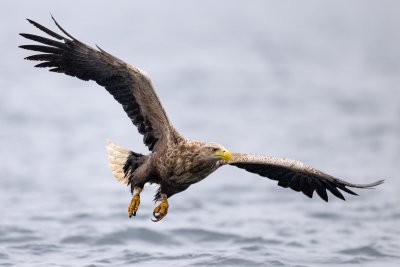 Spot superb wildlife in the local area