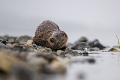 Otter spotters will be in their element here