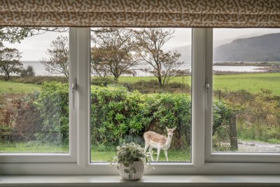 Spot fallow deer visiting the garden
