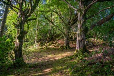 Discover the beautiful woodland trails that lead through the Quinish Estate next door