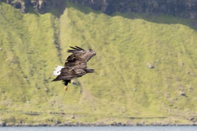 Mull is fantastic for birdwatching