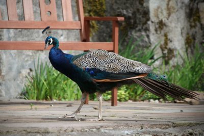 Peacock on the terrace