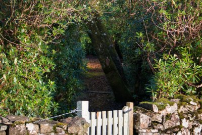 Path through woodland near to the cottage