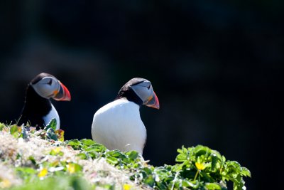 Hop aboard a boat trip to see puffins in season
