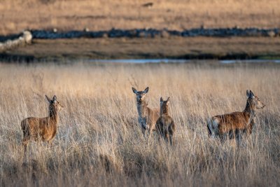 Wonderful area for wildlife