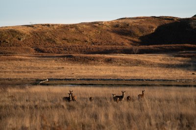 Red deer are regular visitors to the area around Hazelbank