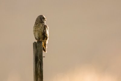 Short eared owl near the cottage