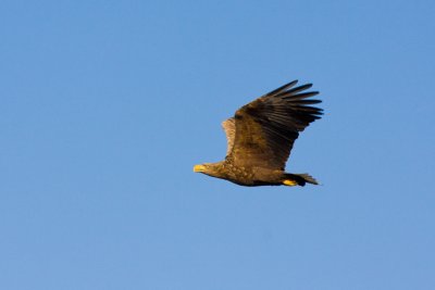 Bring the binoculars for wildlife sightings