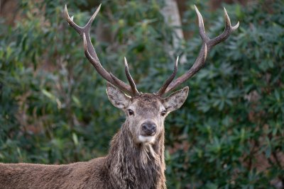 Take a wildlife tour to meet Mull's majestic species