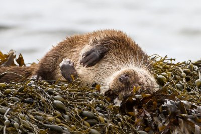 Walk the coastline to look for resident otters