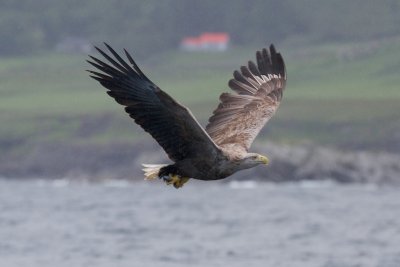 Watch for white-tailed eagles