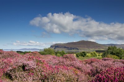 In bloom at Ardtun