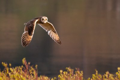 Prolific bird life to be seen in and around Loch Don