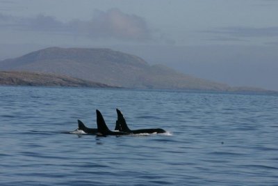 Hebridean Whale & Dolphin Trust