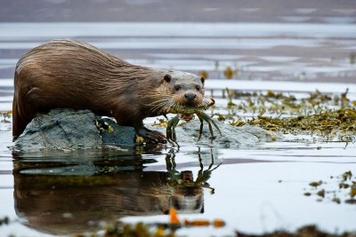 Otters