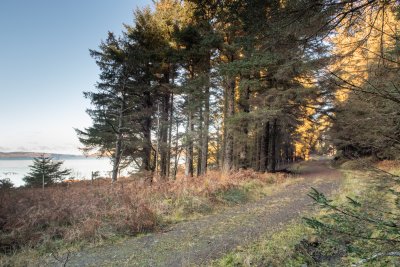 The track as you follow the bay passing through forestry