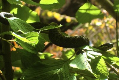 Amphibians and Reptiles