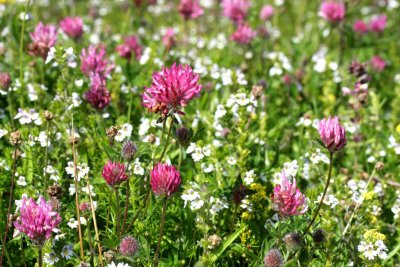 Machair