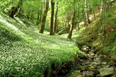 Woodland and Trees