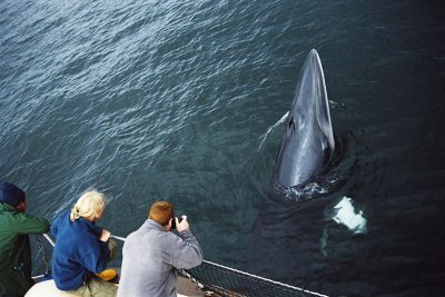 Whale Watching