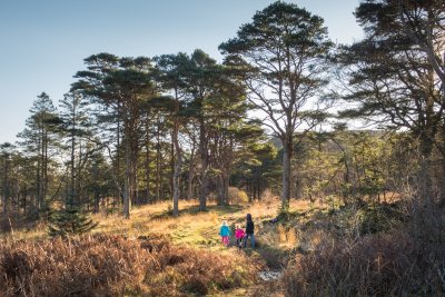 Walks near the start of the track as it passes through woods