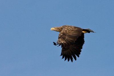 White tailed sea eagles