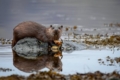 Spot otters in the loch below the house