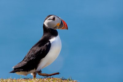 Meet the puffins in season when you sail to Staffa