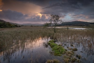 A fantastic habitat for wildlife in the surrounding reed beds