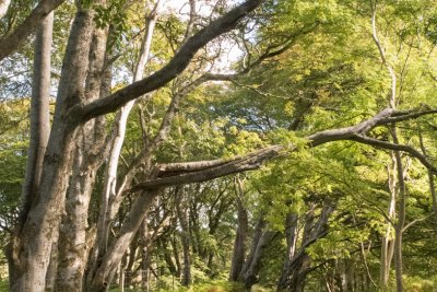 Explore the beautiful woodland and coastal trails on the Quinish Estate