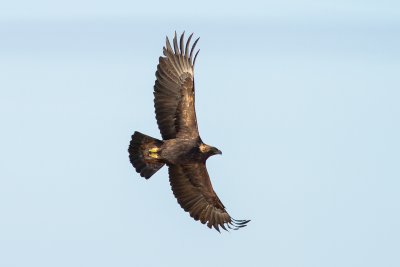 Golden eagles can be spotted in estate lands