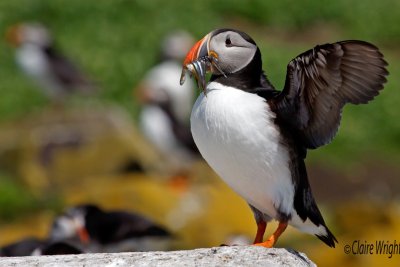 Puffins nest on nearby Staffa in season