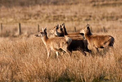 Red deer are regularly spotted on the estate lands