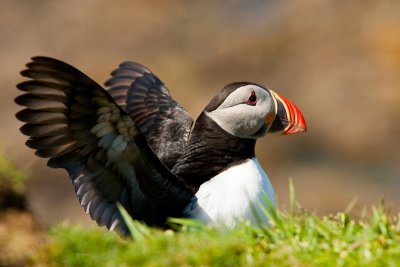 Take a boat trip to the island of Staffa and meet the puffins in season