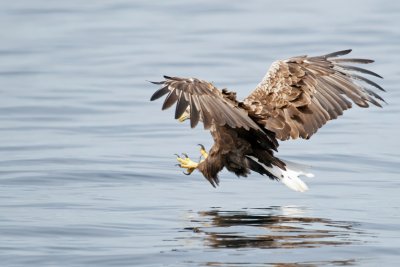 Keep your eyes to the skies for Mull's magnificent wildlife