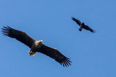 Sea eagle cruising over the Loch