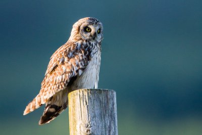 Bring the binoculars to spot some of Mull's wildlife