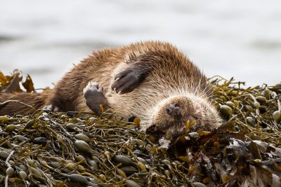 Otters seen on the shoreline of Loch Cuin