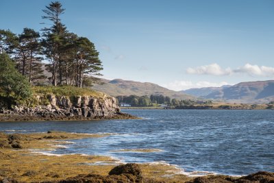 Scots pine on the shore below the house