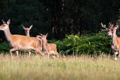 Red deer near the house