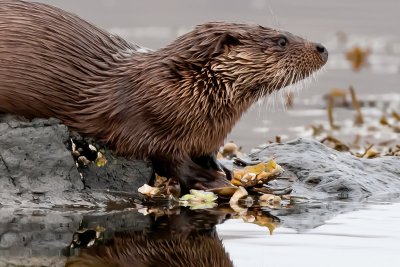 Otters are a regular sight on the loch 
